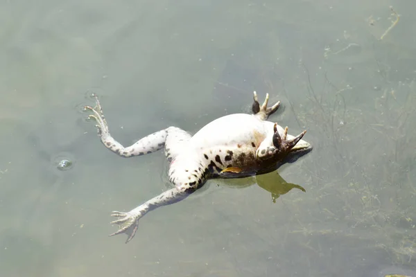 개구리의 암컷라나 리디번다는 북캅카스의 언덕에 호수에서 번식을 떠다닌다 — 스톡 사진