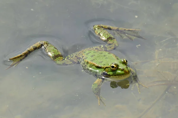 春の雄のカエル北コーカサスの麓の湖で春の繁殖中に水に浮かぶラナ リディブンダ — ストック写真
