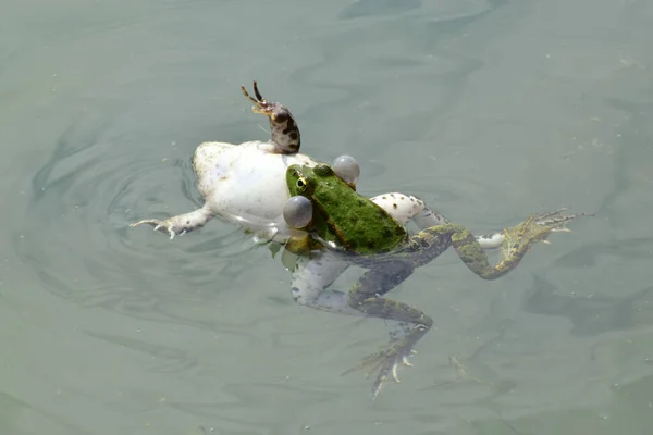 Zbliżenie Samca Samicy Zielonej Żaby Rana Ridibunda Pływają Razem Podczas — Zdjęcie stockowe