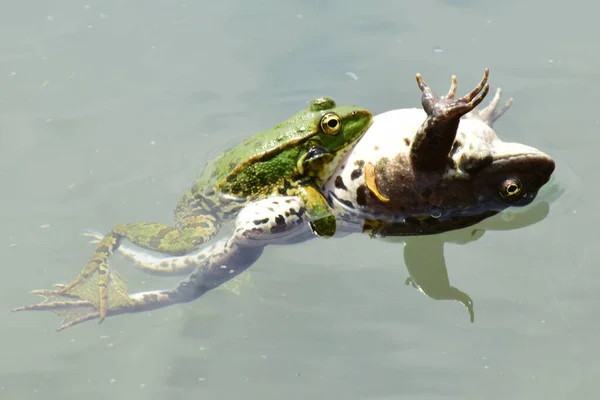 Close Rana Ridibunda Male Female Green Frog Swim Together Water — Stock Photo, Image