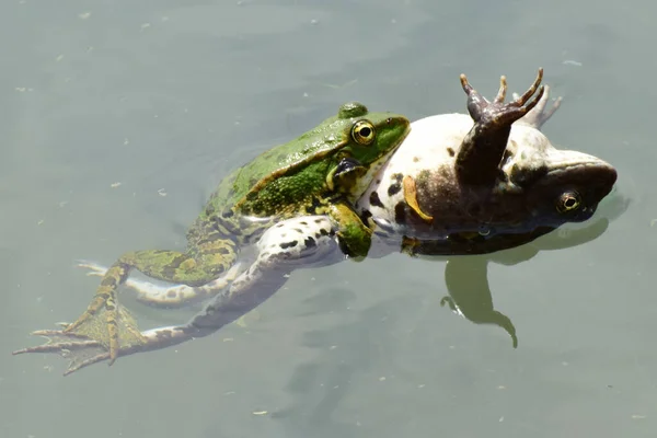 Zbliżenie Samicy Samca Zielonej Żaby Rana Ridibunda Pływają Razem Podczas — Zdjęcie stockowe