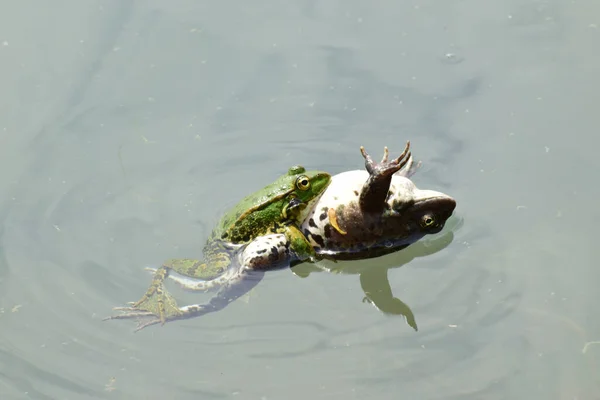 在北高加索山麓湖中繁殖时 一只雌性和一只雄性绿青蛙拉娜 里迪本达在水里一起游泳 — 图库照片