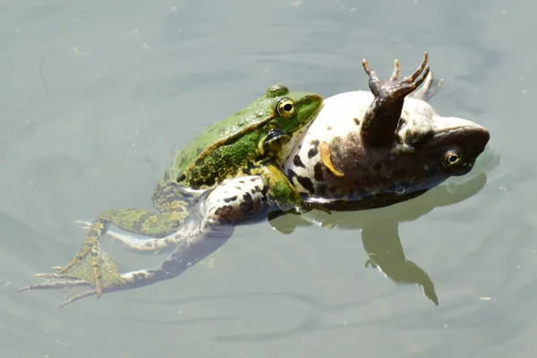 Zbliżenie Samicy Samca Zielonej Żaby Rana Ridibunda Pływają Razem Wodzie — Zdjęcie stockowe
