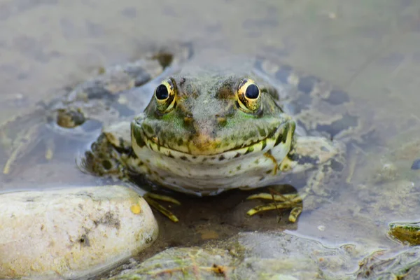 Yeşil kurbağa Rana Ridibunda Kuzey Kafkasya 'nın eteklerindeki gölün eteklerindeki taşların yanında dinleniyor.                               