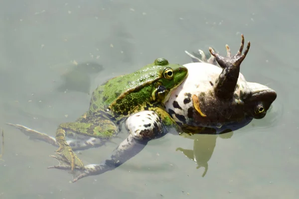 クローズアップラナリディブンダ北コーカサスの麓の湖で春の繁殖の間 オスとメスの緑のカエルが一緒に泳ぐ — ストック写真