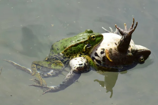 Close Mannetjes Vrouwtjeskikker Rana Ridibunda Rustend Tijdens Voortplanting Water Het — Stockfoto