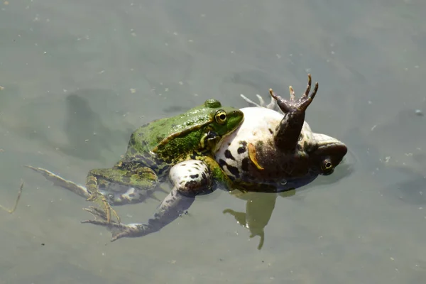 近くで何が起きているのでしょうか 北コーカサスの山麓の湖では 春に水で繁殖している間に休息しているオスとメスのカエルラナ リディブンダ — ストック写真