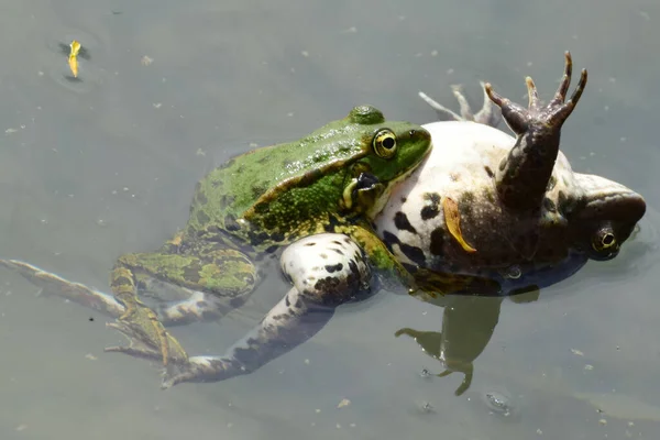 Gros Plan Une Grenouille Verte Mâle Femelle Rana Ridibunda Reposant — Photo