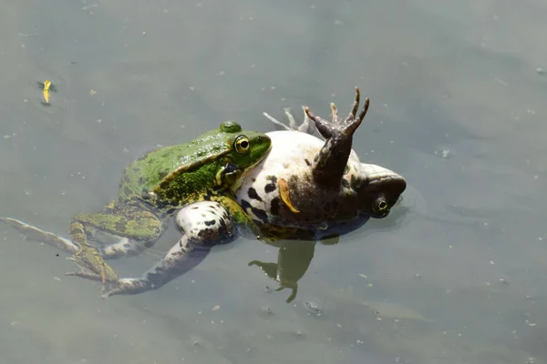 北コーカサスの麓の湖で春の繁殖中に水の上に休んでいるオスとメスの緑のカエルラナ リディブンダの閉鎖 — ストック写真