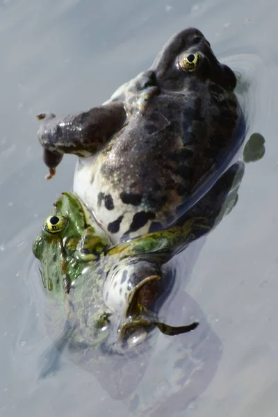 北コーカサスの麓の湖で春の繁殖中に水の上に休んでいるオスとメスの緑のカエルラナ リディブンダの閉鎖 — ストック写真