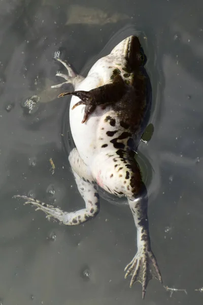 北コーカサスの麓の湖で春に繁殖中に水に休んでいる女性の緑のカエルラナ リディブンダのクローズアップ — ストック写真