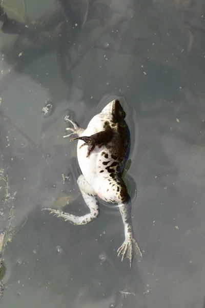 一只名叫拉娜 里迪本达的雌性绿色青蛙在春天的时候在北高加索地区的山麓湖中进行繁殖 它在水里游泳 — 图库照片