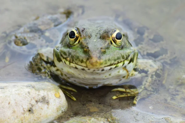 Vooraanzicht Van Een Groene Kikker Rana Ridibunda Zit Het Water — Stockfoto