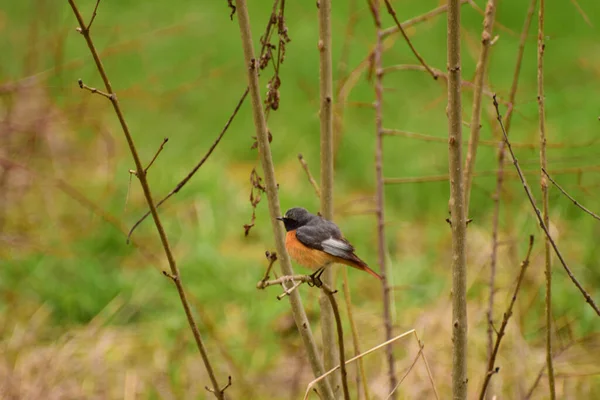 Весенняя Птица Redstart Phoenicurus Phoenicurus Отдыхает Ветвях Кустарника Парке Подножия — стоковое фото