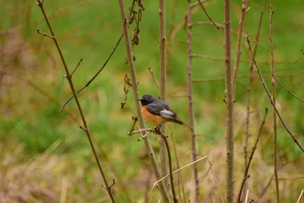 Jarní Kavkazský Pták Redstart Phoenicurus Phoenicurus Sedí Větvi Keře Parku — Stock fotografie
