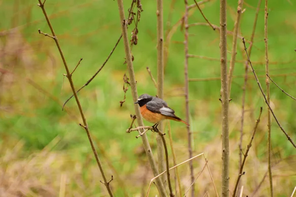 Primavera Pássaro Laranja Caucasiano Com Cabeça Preta Redstart Phoenicurus Phoenicurus — Fotografia de Stock