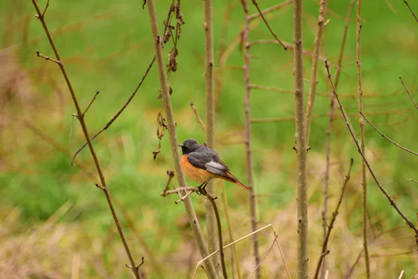 Ανοιξιάτικο Λευκό Πορτοκαλί Πουλί Redstart Phoenicurus Phoenicurus Κάθεται Ένα Κλαδί — Φωτογραφία Αρχείου