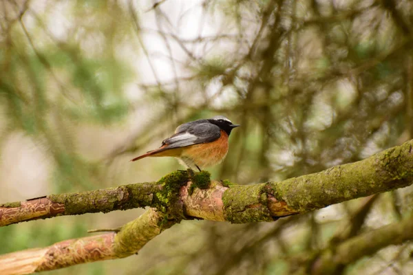 Gros Plan Oiseau Orange Printanier Début Roux Phoenicurus Phoenicurus Avec — Photo