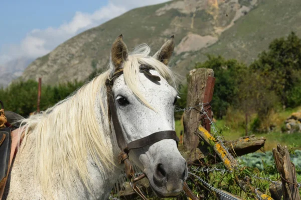 Kafkasya Dağları Ndaki Cherek Balkarian Geçidinde Yüksek Bir Dağ Çiftliğinde — Stok fotoğraf