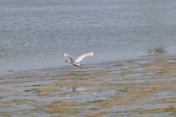 Young White Spring Swan Cygnus Cygnus Open Wings Flies Water — Stock Photo, Image