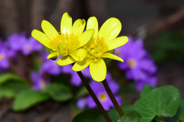 Spring Flowers Buttercup Ficaria Verna Yellow Inflorescences Backdrop Purple Primrose — Stock Photo, Image