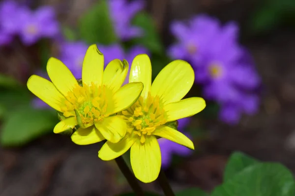 Frühlingsgelbe Blüten Der Ficaria Verna Mit Blütenständen Und Einer Lila — Stockfoto