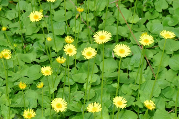 Fleurs Jaunes Printanières Caltha Palustris Parmi Herbe Verte Sur Une — Photo