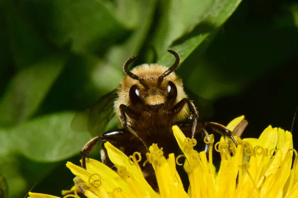 Nahaufnahme Einer Flauschigen Biene Melecta Albifrons Die Pollen Und Nektar — Stockfoto