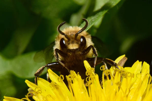 Nahaufnahme Einer Schwarzen Flauschigen Biene Melecta Albifrons Die Pollen Und — Stockfoto
