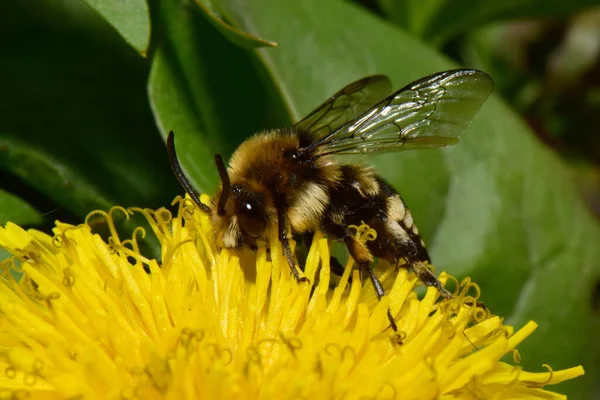 Nahaufnahme Der Schwarzen Und Flauschigen Frühlingsbiene Melecta Albifrons Die Pollen — Stockfoto