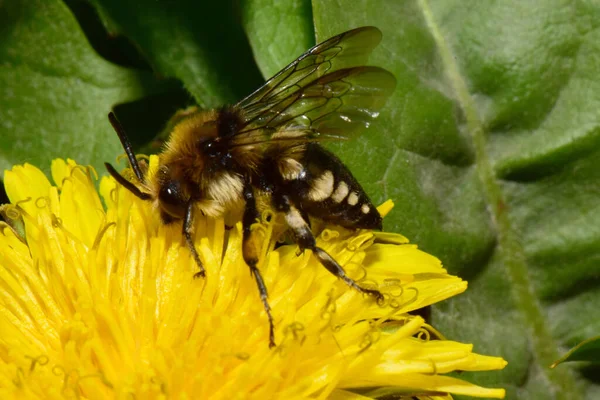 Macro Printemps Abeille Noire Duveteuse Melecta Albifrons Récoltant Pollen Nectar — Photo