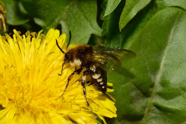 Makro Der Frühlingsbiene Melecta Albifrons Sammelt Pollen Und Nektar Auf — Stockfoto
