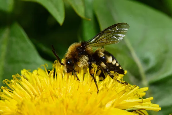 Makro Seitenansicht Einer Schwarzen Biene Melecta Albifrons Mit Weißen Flecken — Stockfoto