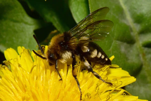 Gros Plan Sur Côté Une Abeille Noire Melecta Albifrons Avec — Photo