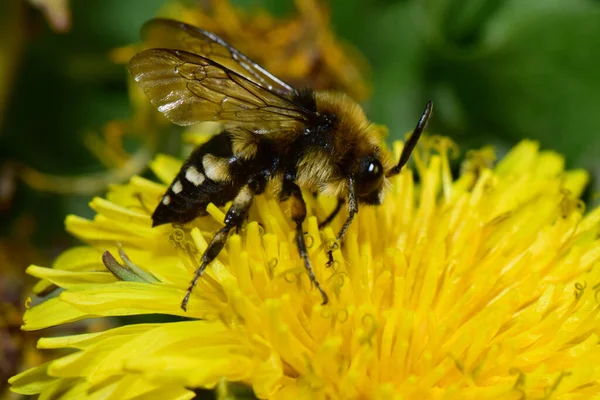 Nahaufnahme Einer Schwarzen Frühlingsbiene Melecta Albifrons Mit Weißen Flecken Die — Stockfoto