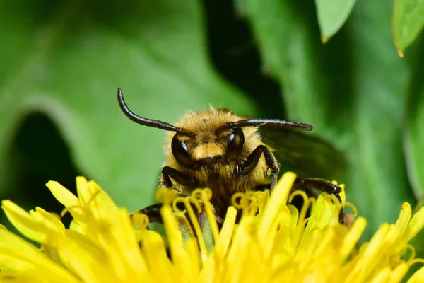 Makrofrontansicht Der Frühlingsbiene Melecta Albifrons Die Pollen Und Nektar Auf — Stockfoto