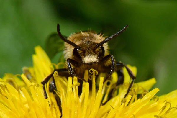 Nahaufnahme Einer Frühlingsbiene Melecta Albifrons Die Pollen Und Nektar Auf — Stockfoto