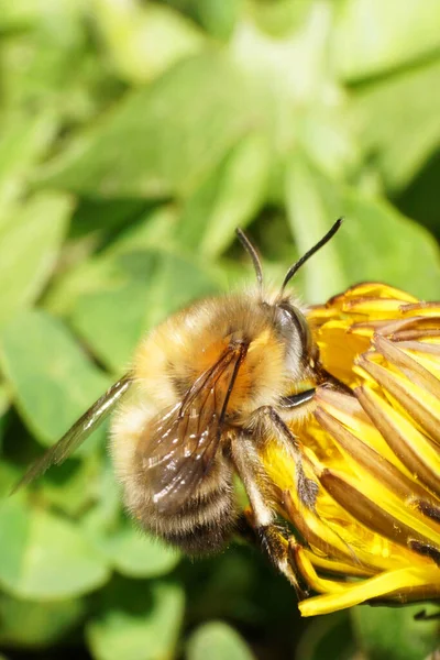 Kafkasya Kabarık Arısı Anthophora Cinsi Kafkasya Eteklerindeki Sarı Karahindiba Üzerinde — Stok fotoğraf