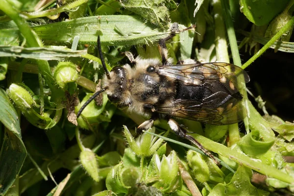 Macro Uma Abelha Branca Preta Fofa Espécie Melecta Albifrons Coleta — Fotografia de Stock