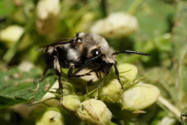  Kafkasya 'nın eteklerindeki beyaz ısırgan otu çiçeğinin üzerinde antenli siyah-beyaz Melecta albifronları olan tüylü Kafkas çizgili Makro.                              