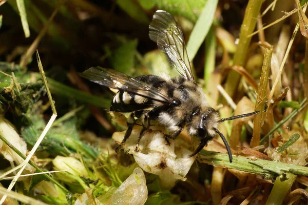 Makro Ett Fluffigt Randigt Svart Och Vitt Melecta Albifron Som — Stockfoto