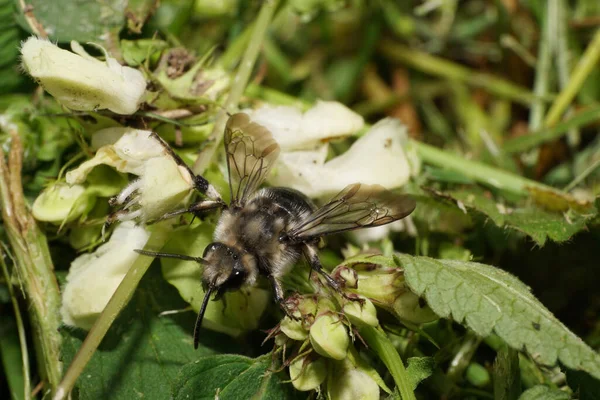 Макро Пушистых Черно Белых Видов Пчёл Melecta Albifrons Собирающих Пыльцу — стоковое фото