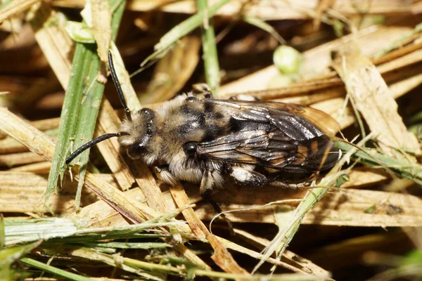 Nahaufnahme Der Kaukasischen Biene Der Gattung Anthophora Und Der Art — Stockfoto
