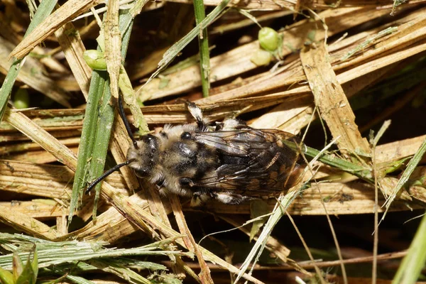 Makro Ett Kaukasiskt Släktet Anthophora Och Arten Melecta Albifrons Vilande — Stockfoto