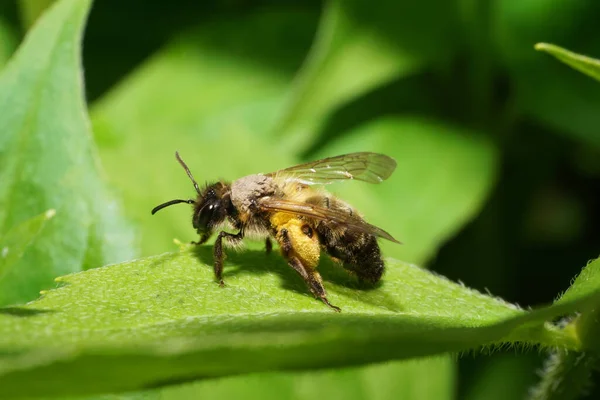  Kafkasların eteklerinde yeşil bir yaprak üzerinde oturan kahverengi-sarı kabarık tüylü bir arı Andrena bicolor 'u.                              