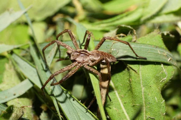 Close Caucasian Fluffy Brown Spider Eyes Genus Lycosidae Stray Hunters — Stock Photo, Image