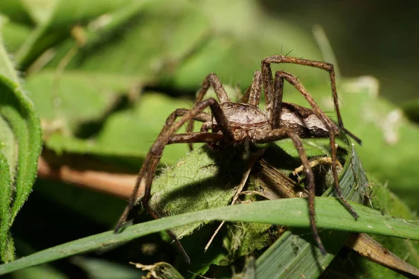 Primer Plano Una Araña Parda Esponjosa Con Ojos Del Género — Foto de Stock