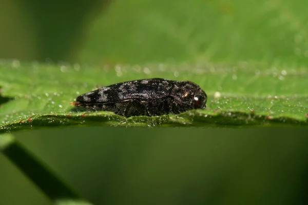 Macro Caucasian Beetle Genus Trogossitidae Species Lepidopteryx Squamulata Sitting Pawed — Stock Photo, Image