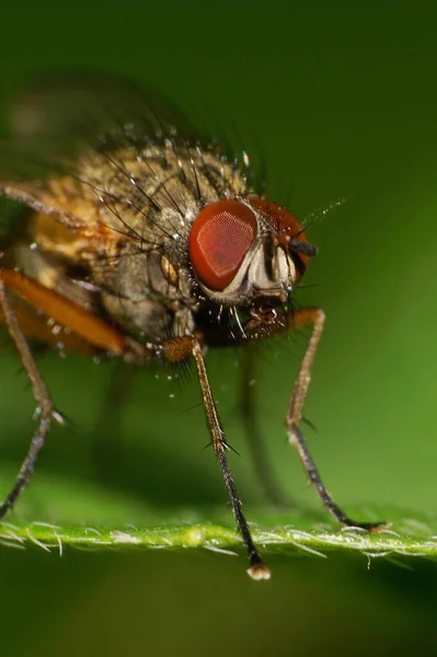 Makrofrontansicht Kaukasische Bunte Fliegen Mit Langen Beinen Und Großen Augen — Stockfoto