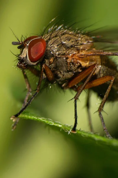 Makro Kaukasischer Fliegen Der Art Stomosos Calcitrans Mit Augen Die — Stockfoto